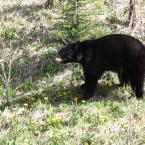 Black Bears
 / Медведи черные